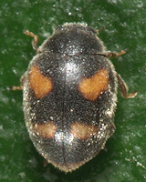 Nephus quadrimaculatus