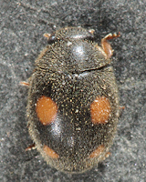 Platynaspis luteorubra (femelle)