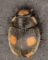 Platynaspis luteorubra (mâle)