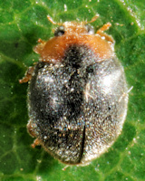 Scymnus auritus mâle