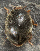 Scymnus auritus femelle