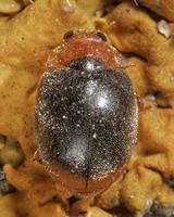 Scymnus ferrugatus