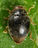 Scymnus haemorrhoidalis