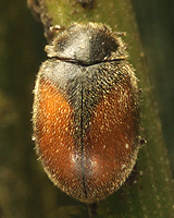 Scymnus suturalis