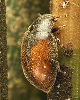 Scymnus suturalis