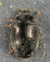 Scymnus (Pullus) oertzeni