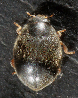 Scymnus (Scymnus) rubromaculatus, femelle