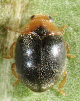 Scymnus (Scymnus) rubromaculatus, mâle