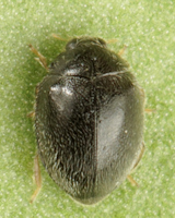 Stethorus pusillus