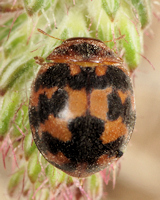 Subcoccinella vigintiquatuorpunctata