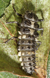 Calvia quatuordecimguttata