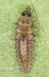 Lindorus lophantae