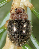 Lindorus lophantae