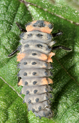 Coccinella magnifica