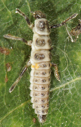 Myrrha octodecimguttata