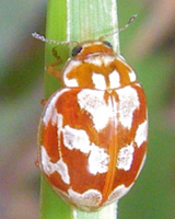 Myrrha octodecimguttata