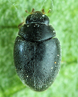 Nephus redtenbacheri