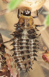 Parexochomus nigromaculatus