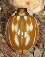 Myzia oblongoguttata