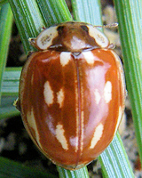 Myzia oblongoguttata