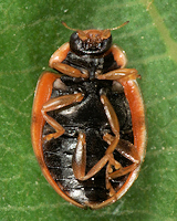 Oenopia conglobata