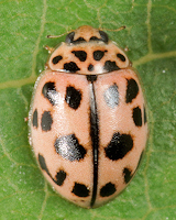 Oenopia conglobata