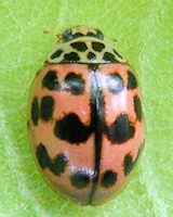 Oenopia conglobata