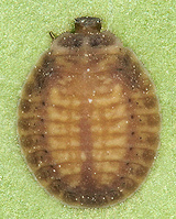 Platynaspis luteorubra