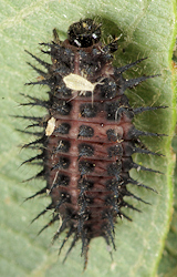 Chilocorus renipustulatus