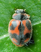 Rodolia cardinalis