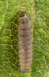 Coccidula rufa