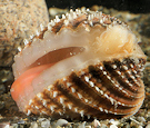 mollusques : bivalves