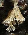 bryozoaires