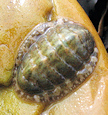 mollusques : chitons