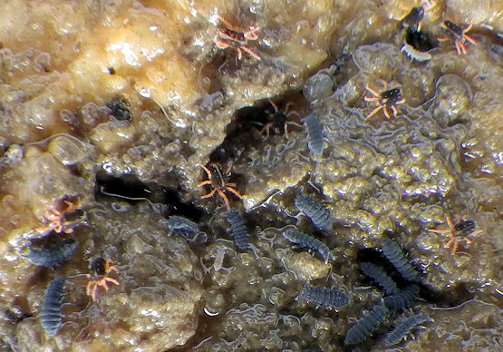 Halotydeus hydrodromus