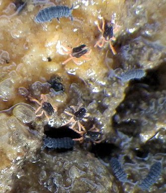 Halotydeus hydrodromus