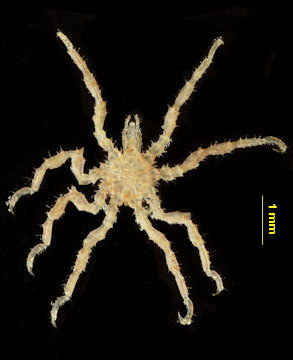 Achelia echinata