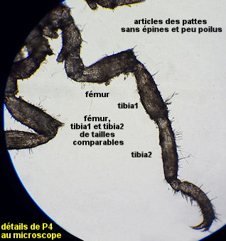 Achelia simplex
