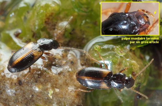 Acupalpus meridianus