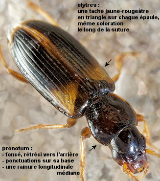 Acupalpus meridianus