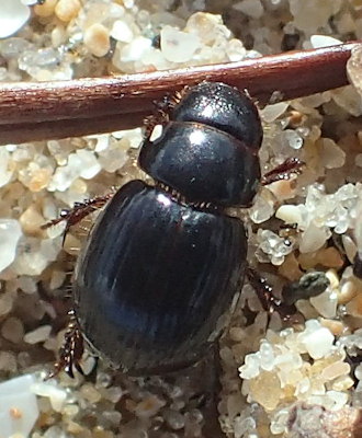 Aegialia arenaria