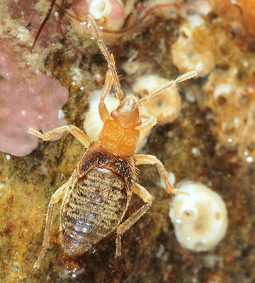 Aepophilus bonnairei