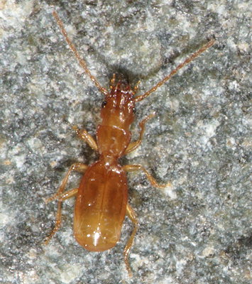 Aepus robinii