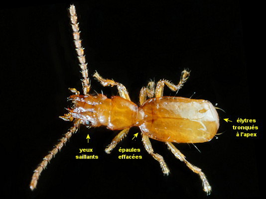 Aepus robinii