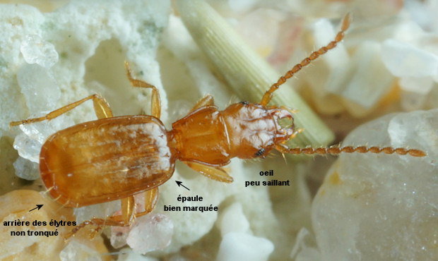 Aepus marinus