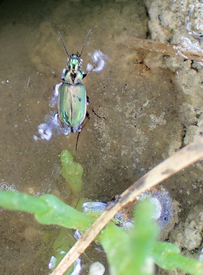 Agonum marginatum