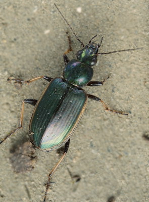 Agonum marginatum