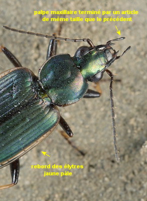 Agonum marginatum