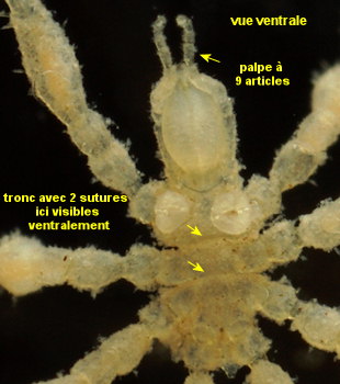 Ammothella longioculata