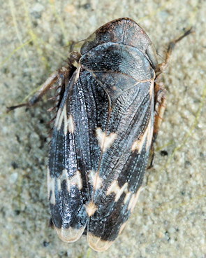 Anoscopus
